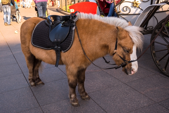 A tired sleeping pony horse waiting for passengers on a street of sunny Sankt Petersburg.