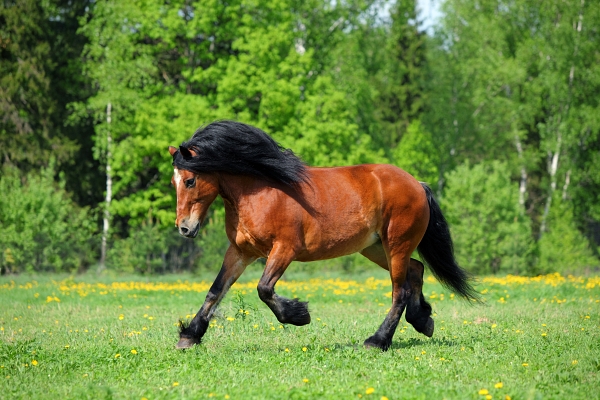 Bay draught horse galloping on a meadow against woods