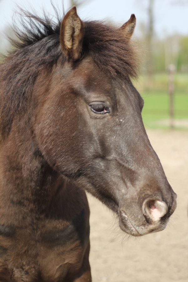 beautiful portrait of a horse