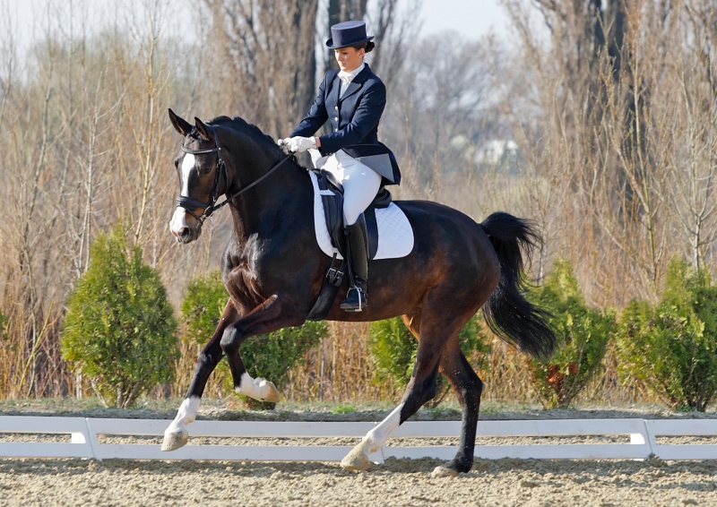 A beautiful woman riding perfect extended gallop on a dressage competition. Canon Eos 1D MarkIII.