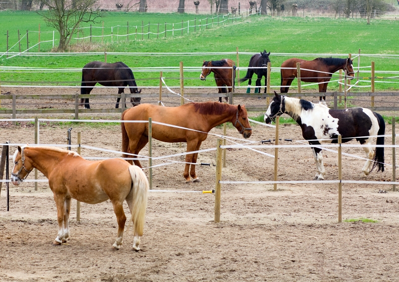 Standing horses in morning in paddock. Valley of Ruhr North Rhine Westfalia.