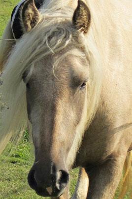 Magengeschwür beim Pferd