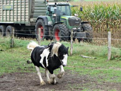 Magengeschwür beim Pferd