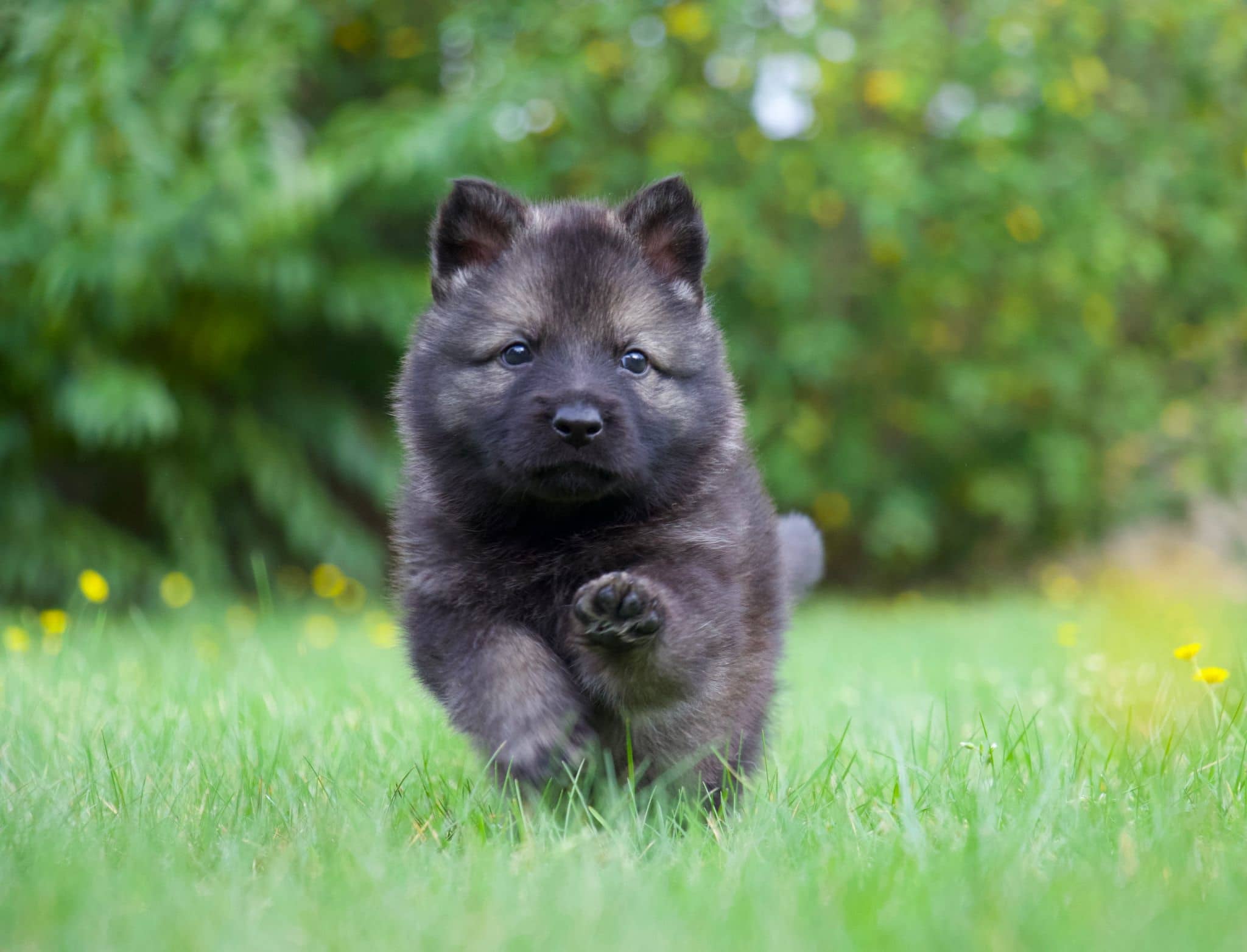 Sapodoris für Hunde