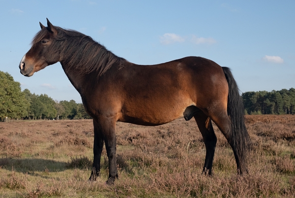 Grazing ponies help in conservation efforts to restore healthland on the nature reserve