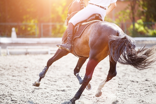 Bay horse with rider galloping on show jumping competition. Equestrian sport background