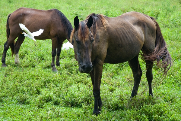 Skinny Brown Horses On Puerto Rico Ranch Grazing in the green grass