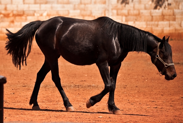 Sad Scruffy Horse