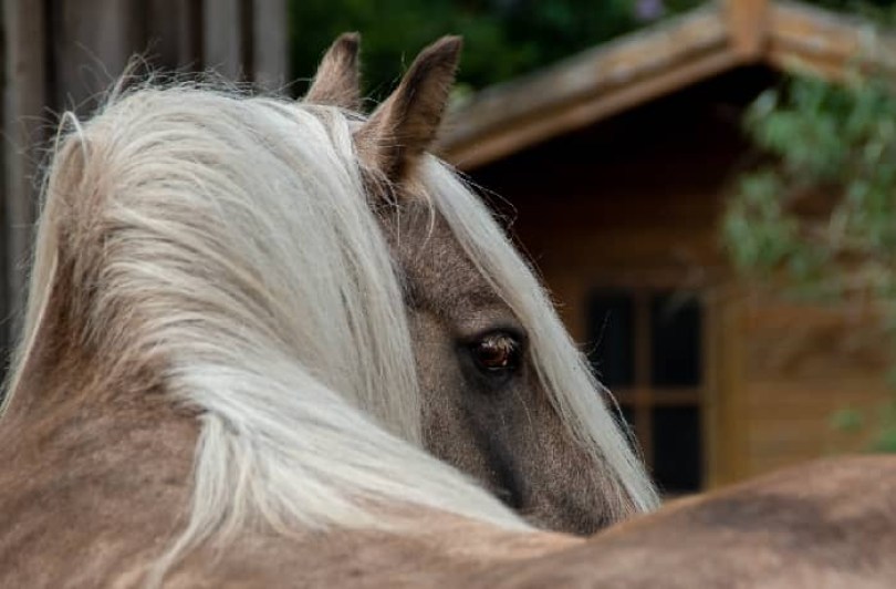 Nahrungsergänzung Pferde Magen Darm