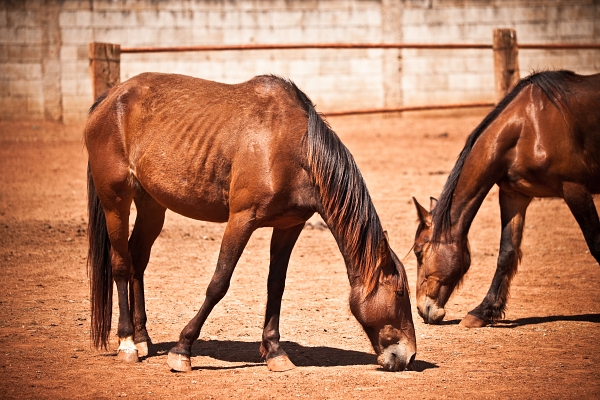 Group of Scruffy Horses