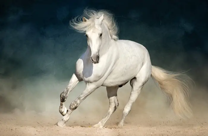 DHA-Produkte fürs Pferd DHA-Produkte fürs Pferd