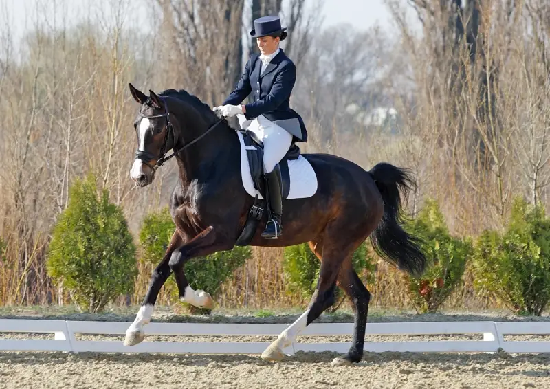 A beautiful woman riding perfect extended gallop on a dressage competition. Canon Eos 1D MarkIII.