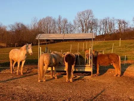 Horses eating hay at sunset